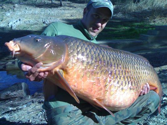 altele  - river-ebro-record-common-carp-75lb-spain.jpg